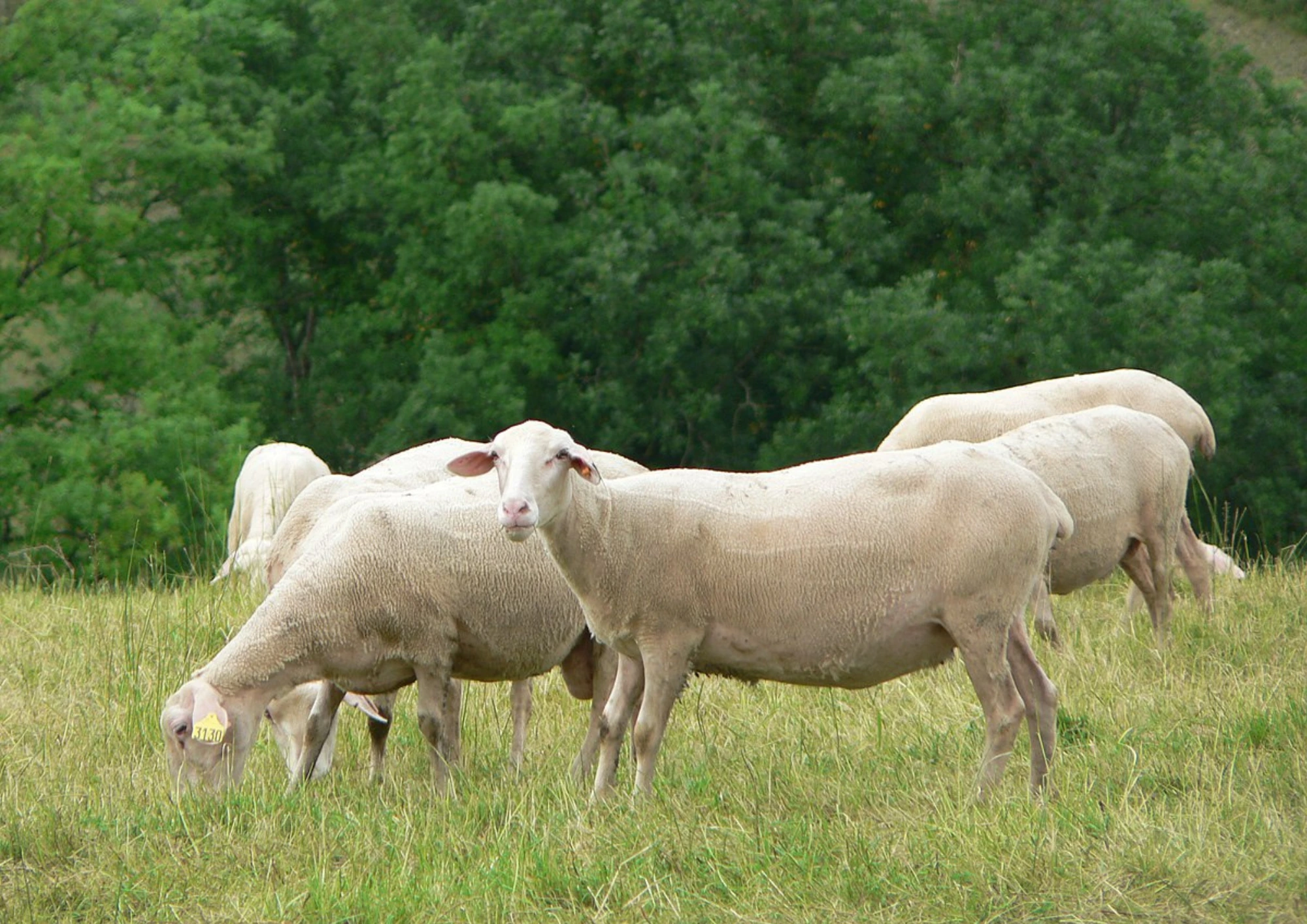 Domba Lacaune