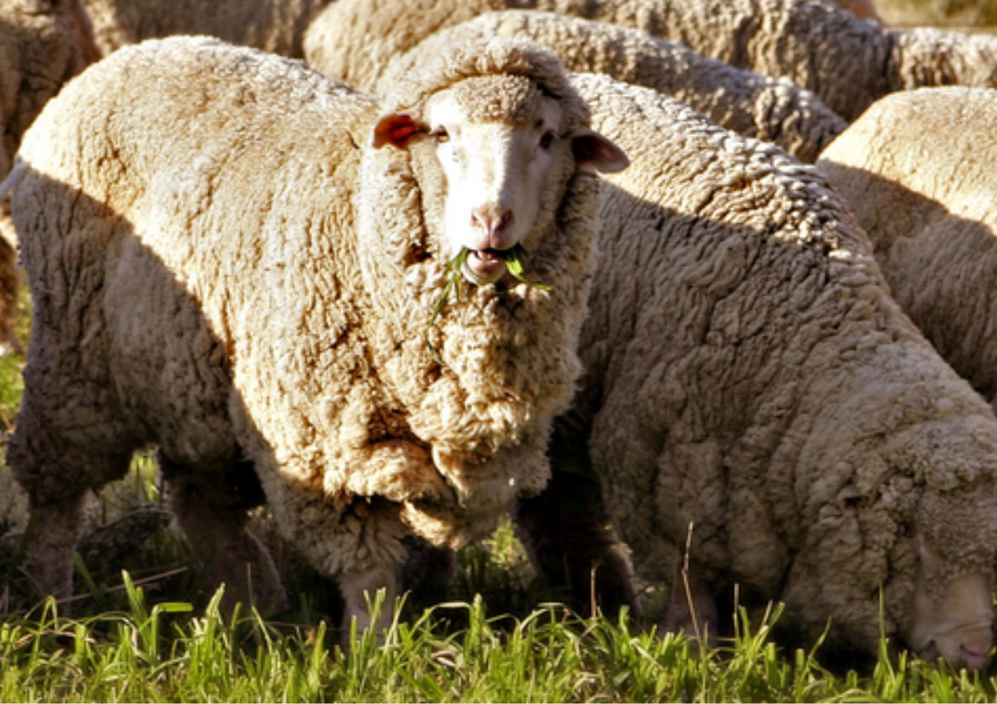 Domba Merino