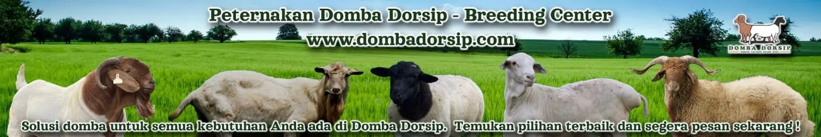 Banner Domba Dorsip