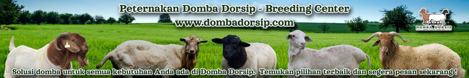 Web banner domba dorsip