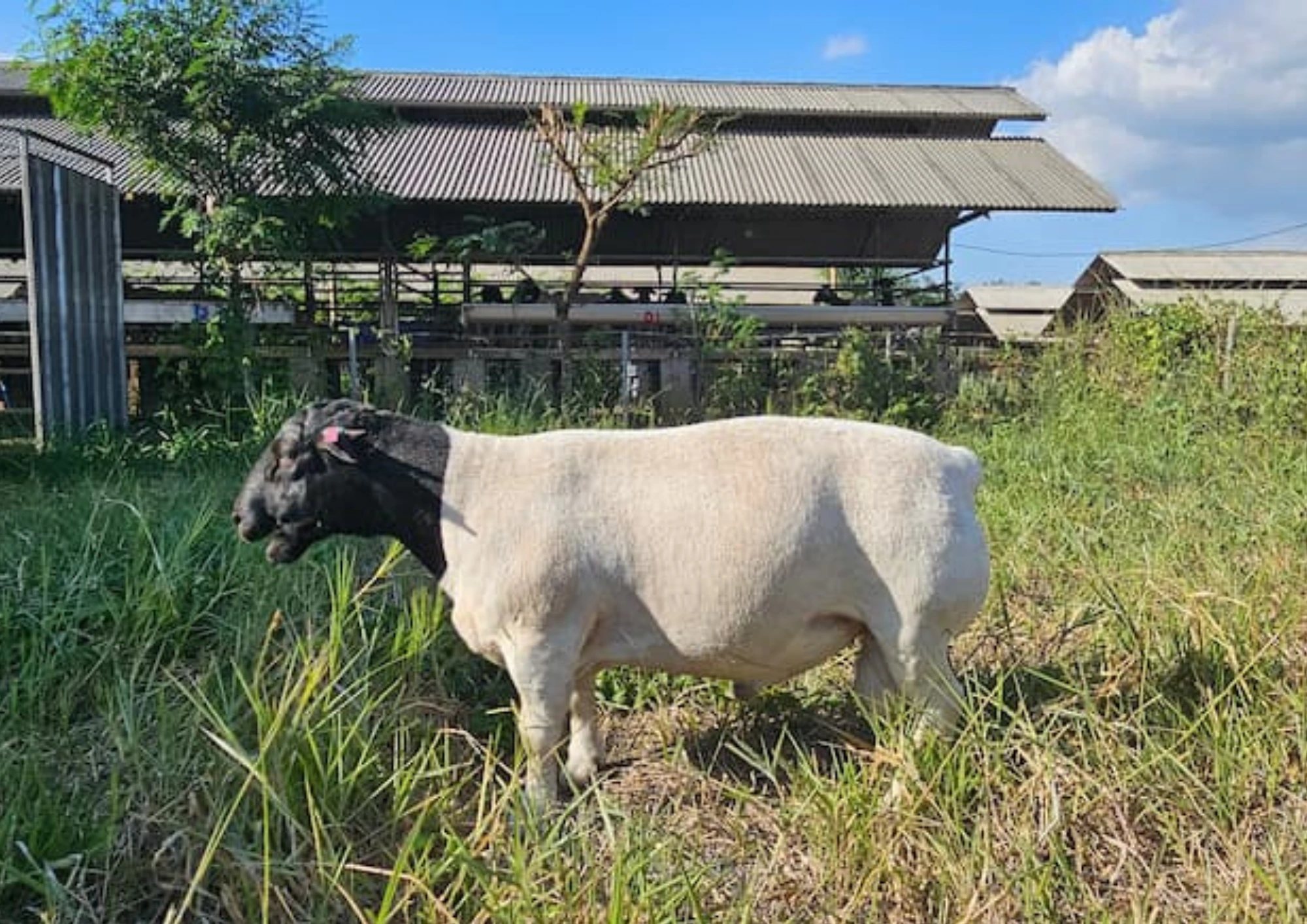 Domba Dorper