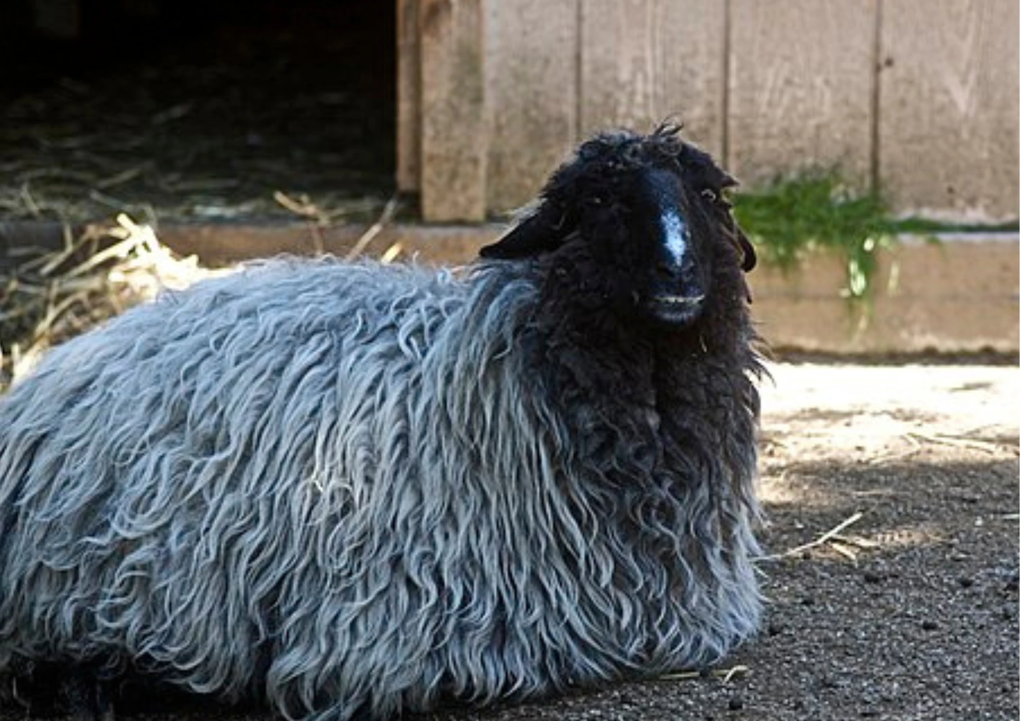 Domba Karakul