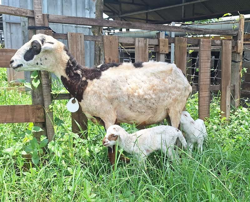 14 Cara Ternak Domba Garut yang Efektif dan Benar