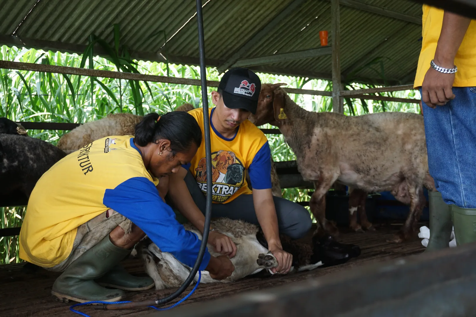 4 Penyakit Zoonosis Pada Domba & Kambing yang Perlu Diwaspadai 