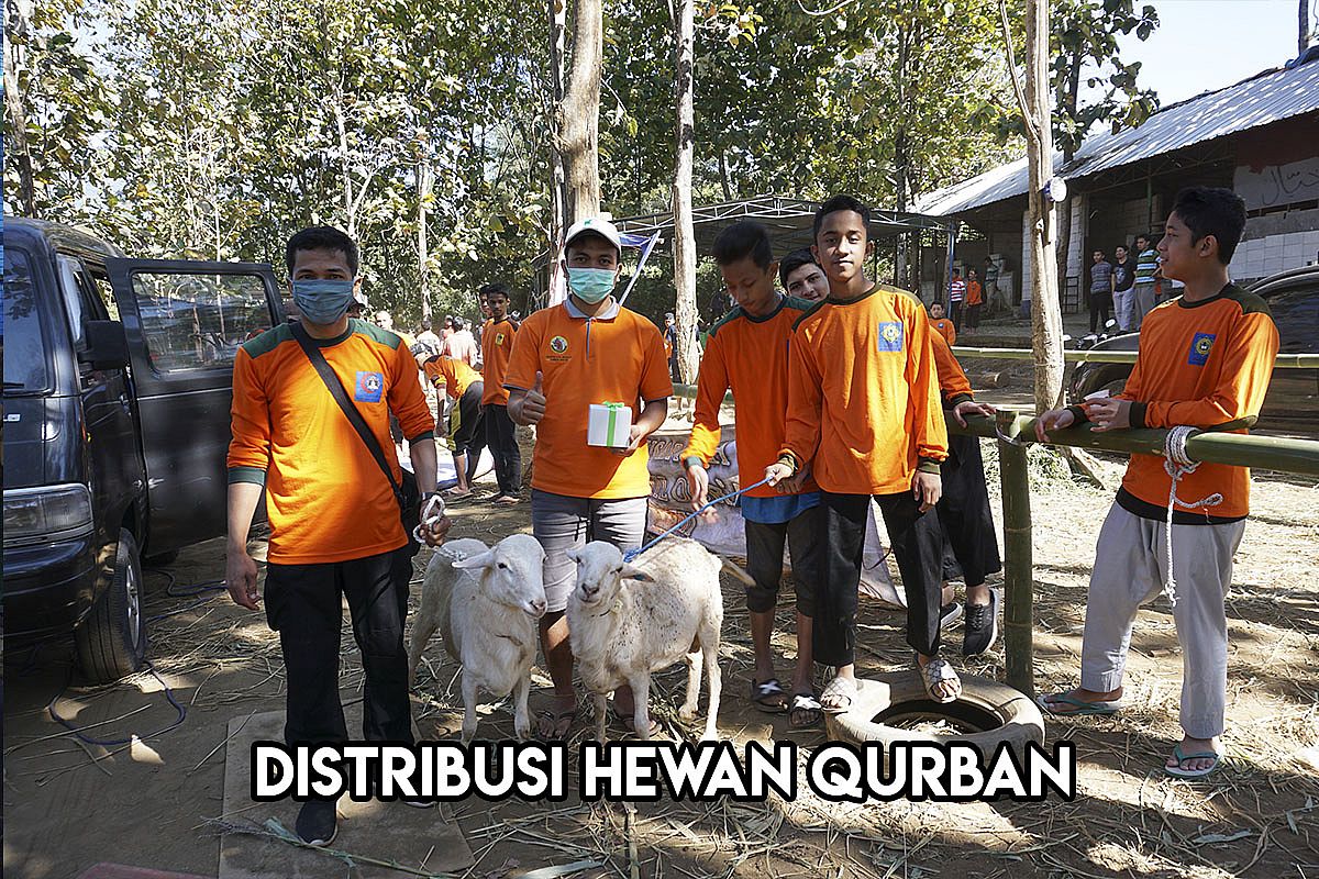 5 Keutamaan Kurban Domba: Keistimewaannya Jarang Diketahui!