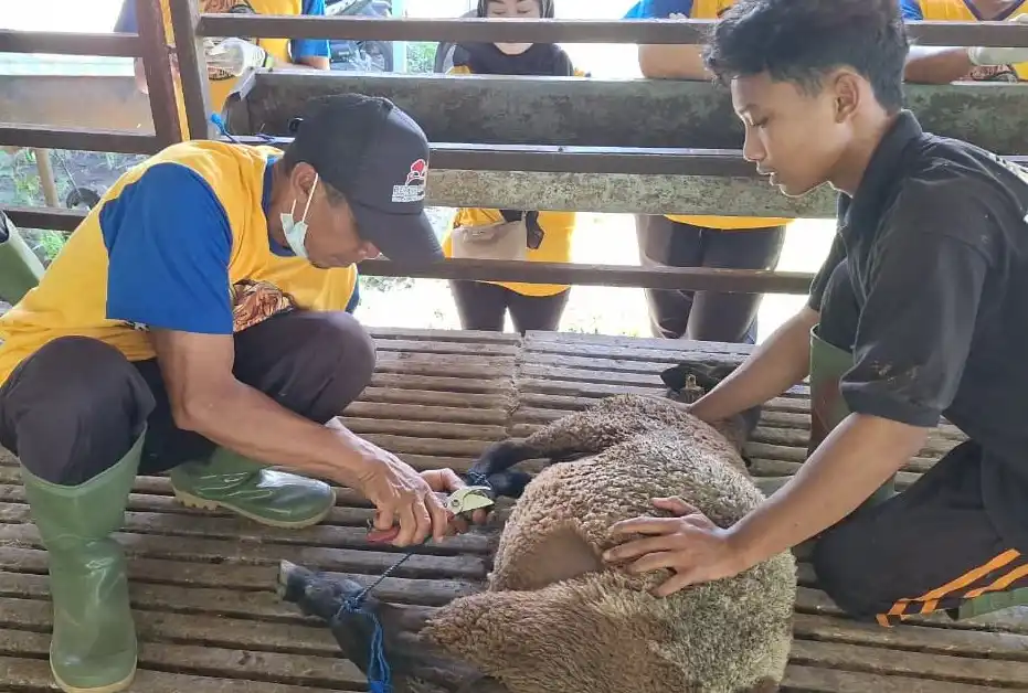 5 Manfaat Memotong Kuku Domba untuk Kesehatan, Produktivitas, dan Reproduksi