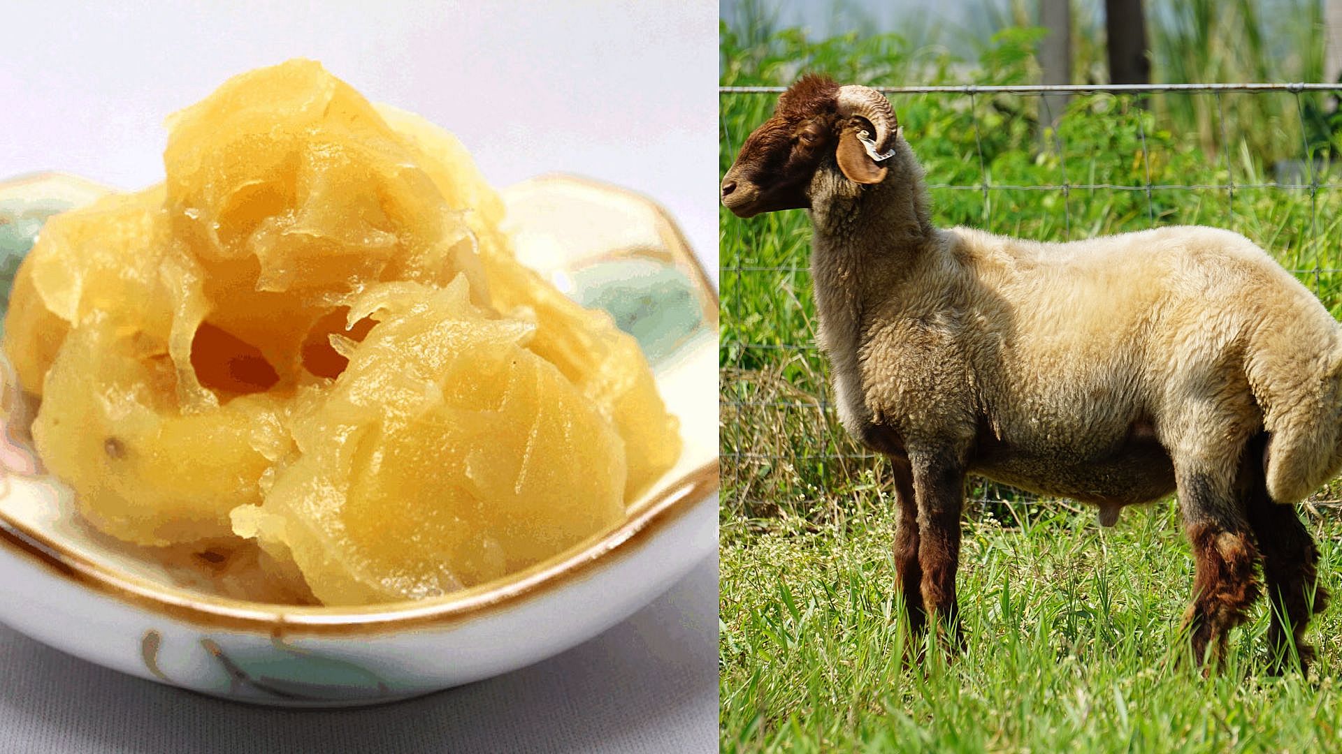 6 Manfaat Lanolin dari Bulu Domba, Rahasia Kecantikan Alami!