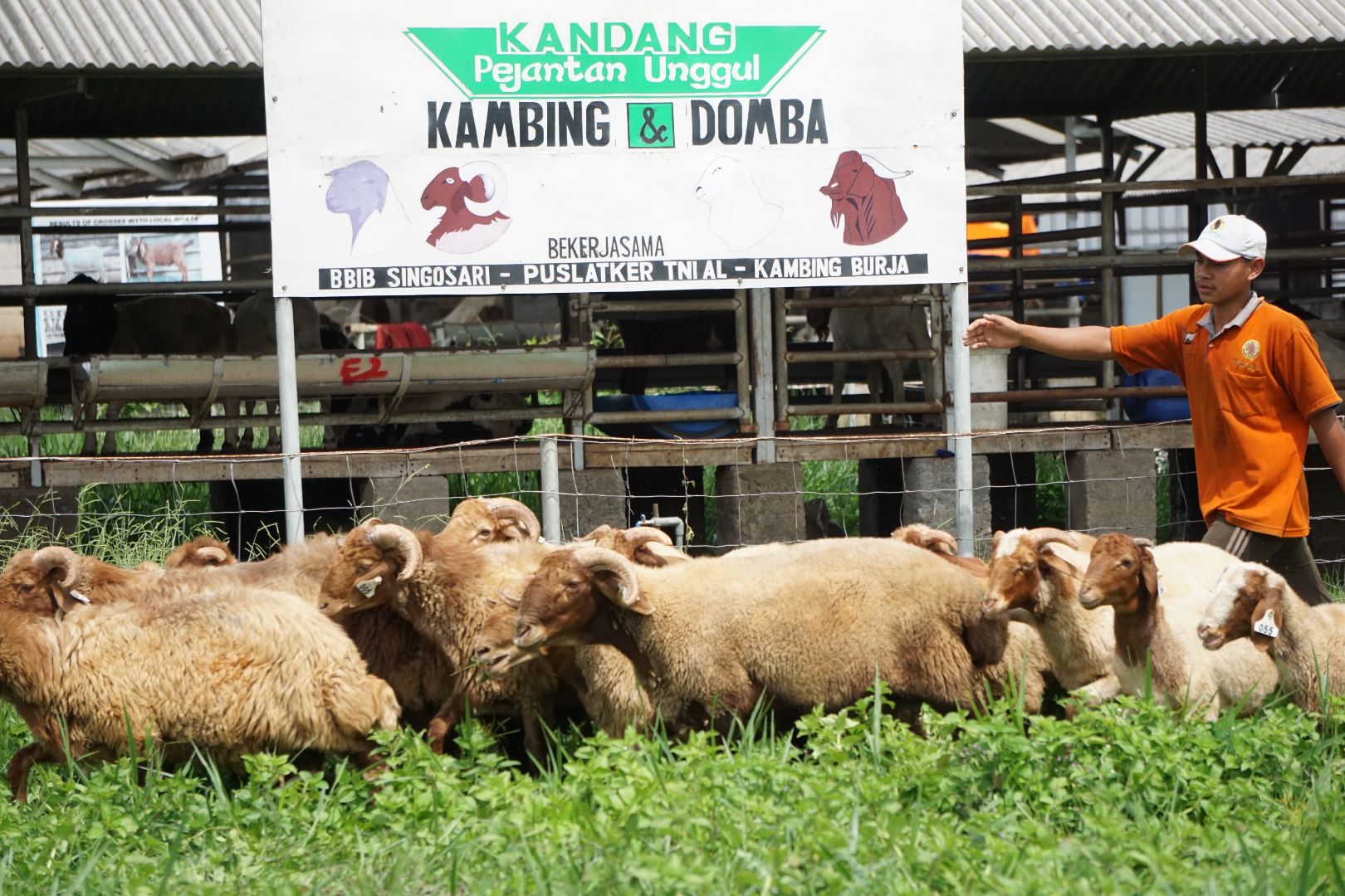 7 Penyebab Domba Mati Mendadak: Cegah Sebelum Terlambat!