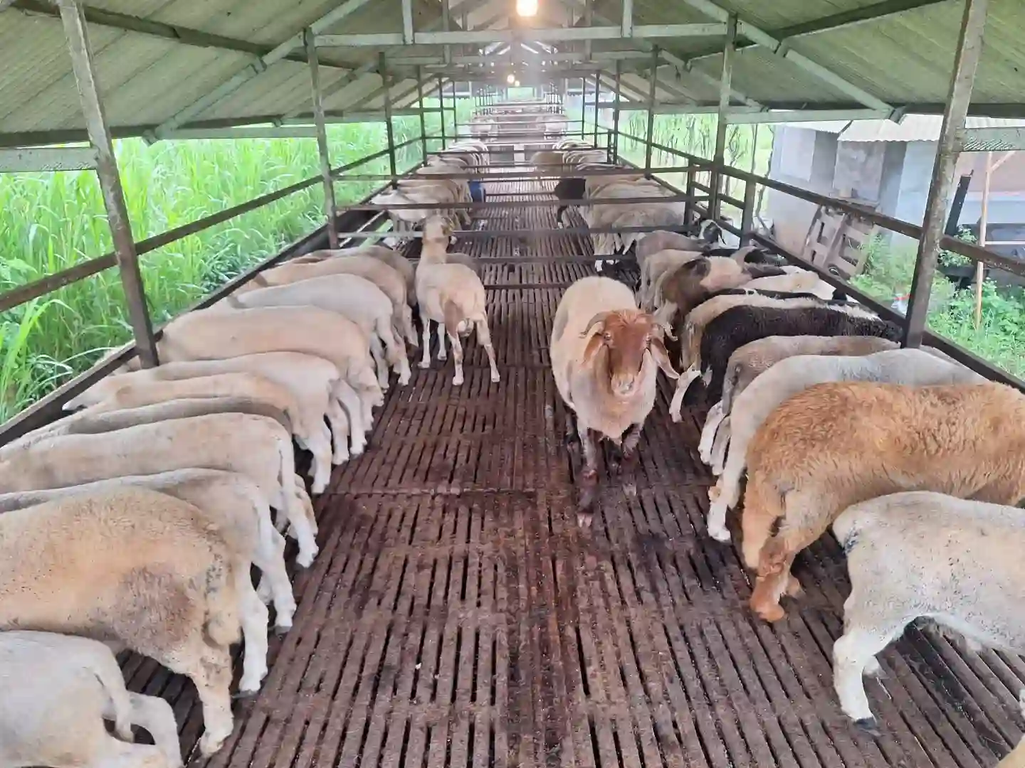 9 Strategi Fattening Domba yang Terbukti Efektif, Cek di Sini!