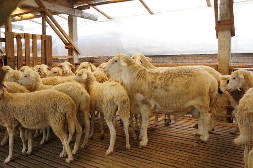 Apa Penyebab Kambing Muntah? Cari Tahu sebelum Terlambat!