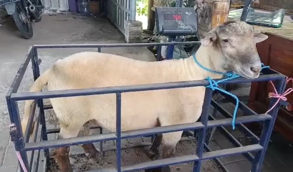 Berat Ideal Domba: Jangan Salah Pilih untuk Kurban!