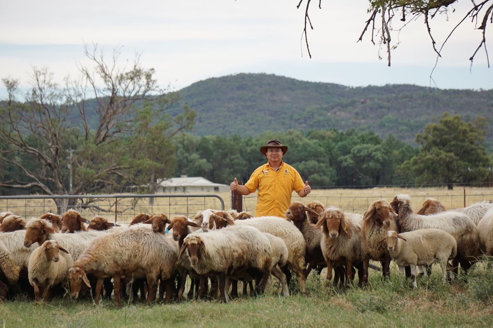 Domba dan Kambing Import: Menapaki Peluang Bisnis, Jenis, dan Cara Mengimportnya