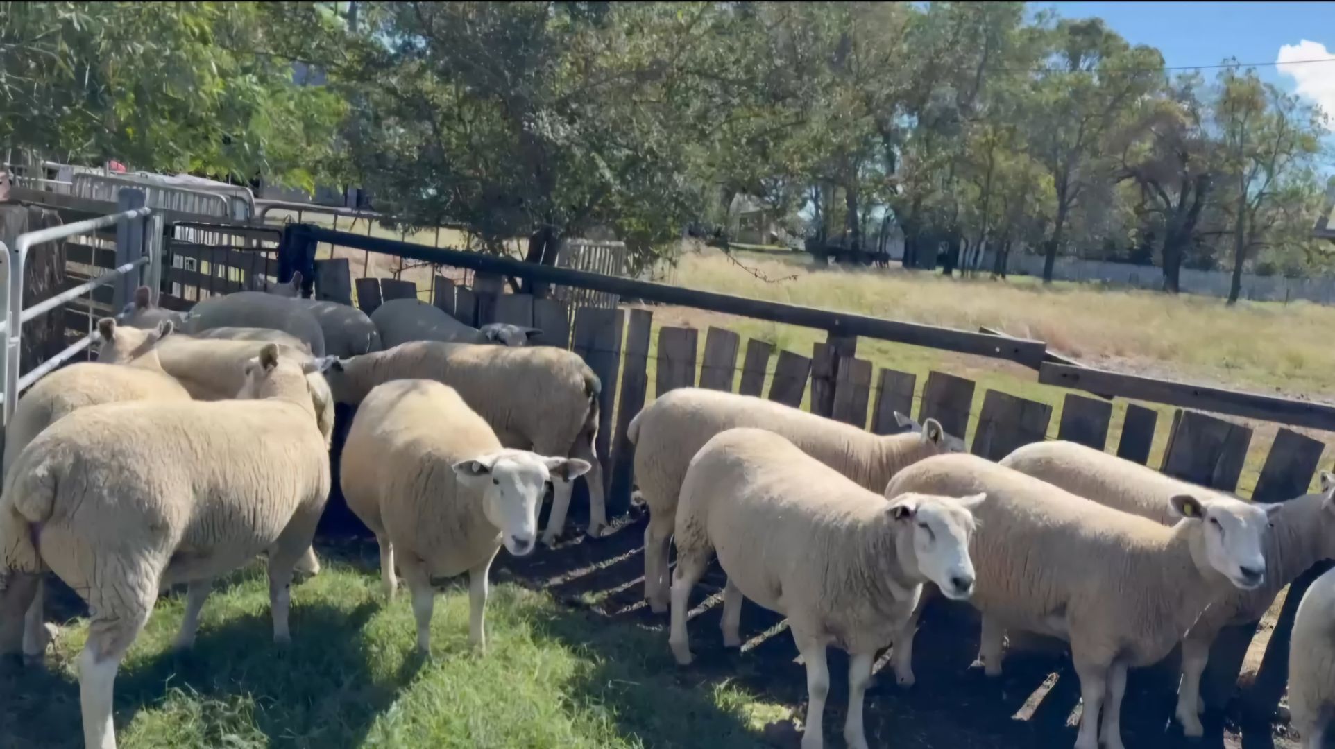 Lebih Mahal Kambing atau Domba? Ini Alasan Domba Texel Fullblood Jadi Incaran Peternak