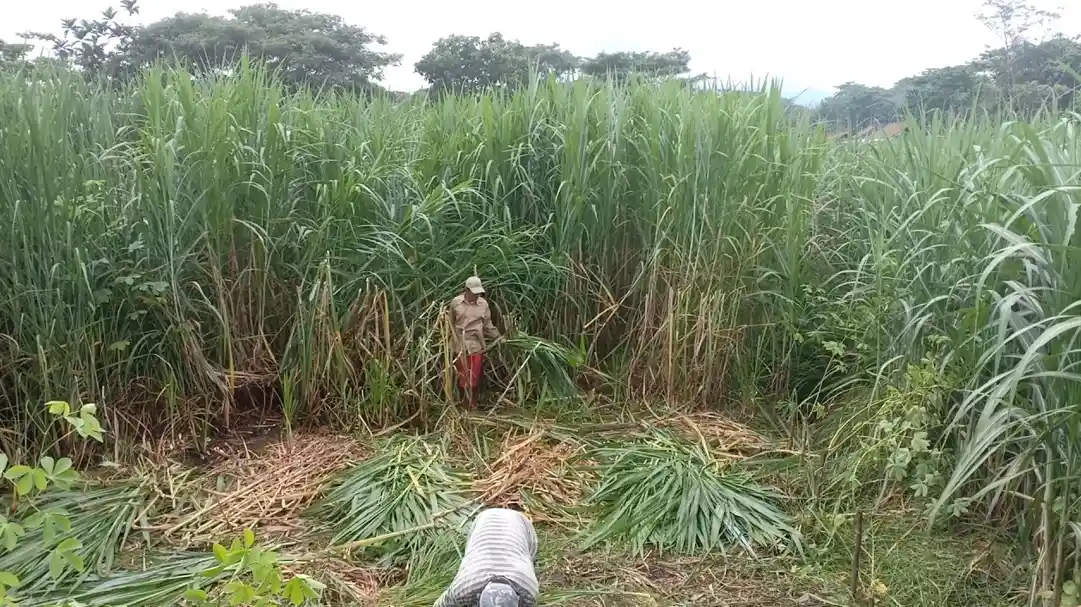 Pentingnya Hijauan Pakan Ternak Domba dan Leguminosa untuk Agribisnis Peternakan