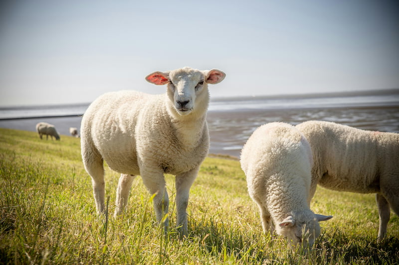 Tips Ternak Domba Texel: Strategi Sukses untuk Pemuliaan Berkualitas