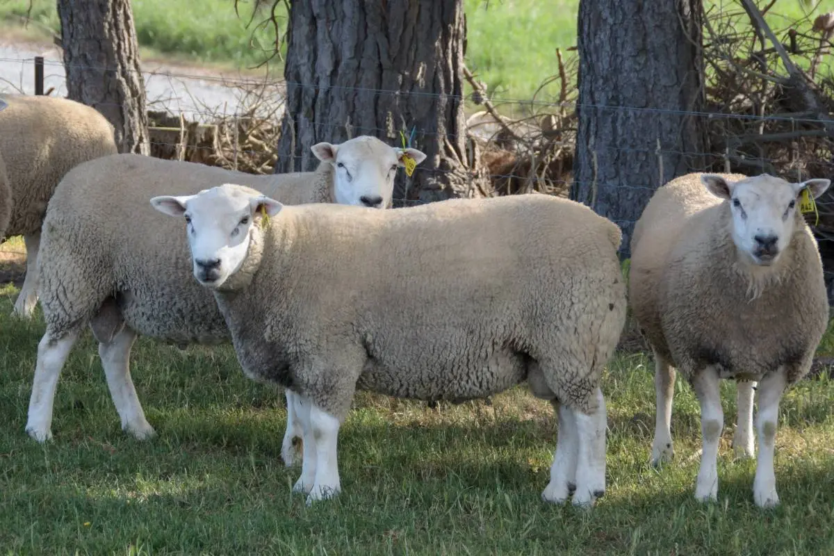 Apa Strategi Persilangan Domba Texel Fullblood? Pilihan Induk Terbaik Salah Satunya!