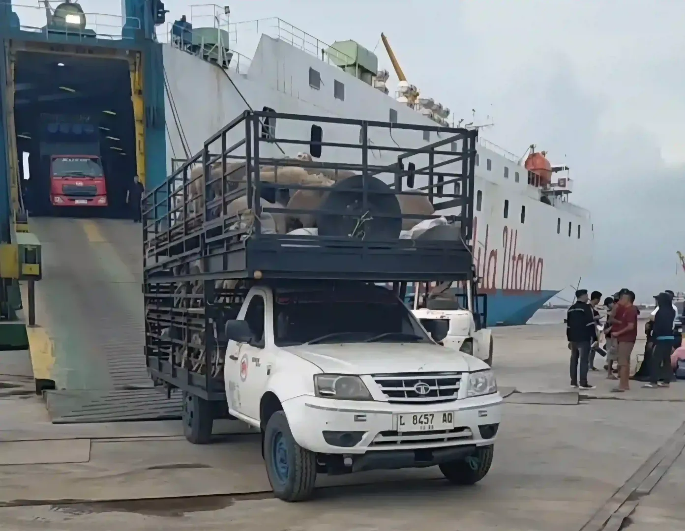 Bagaimana Cara Kirim Domba Keluar Pulau? Simak Langkahnya di Sini!