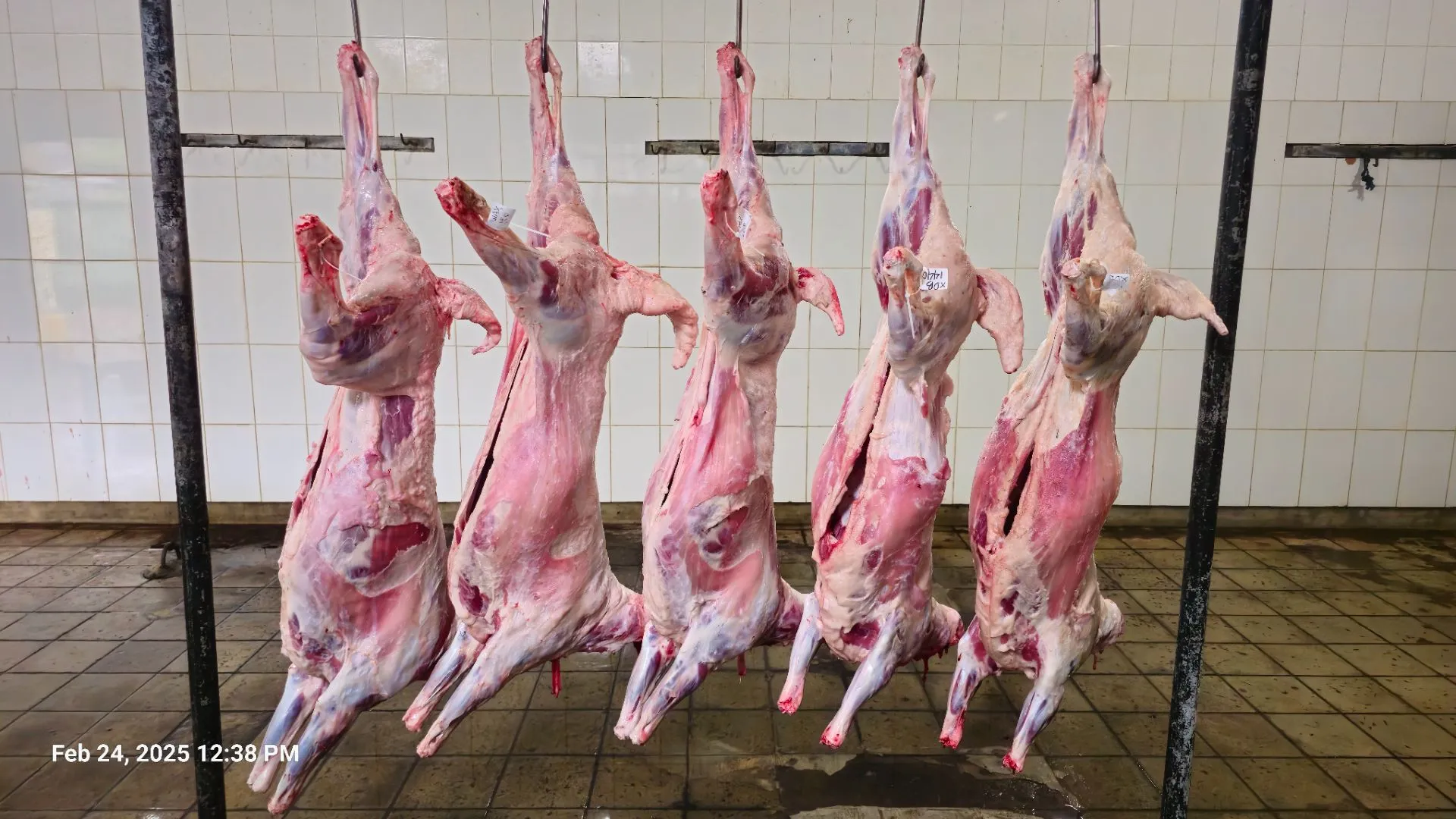 Bisnis Daging Domba Jadi Peluang Menjanjikan, Simak di Sini