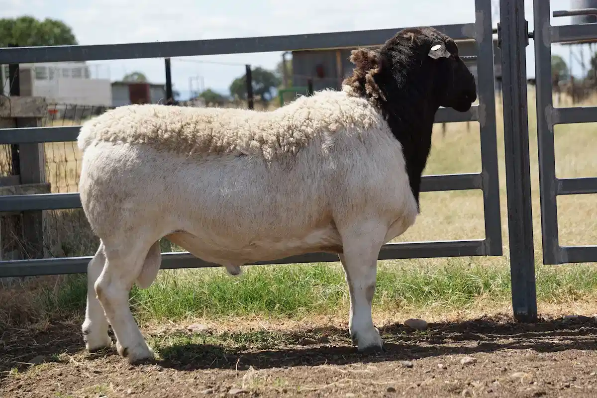 Jenis Domba yang Bagus untuk Breeding, Ini Kriterianya