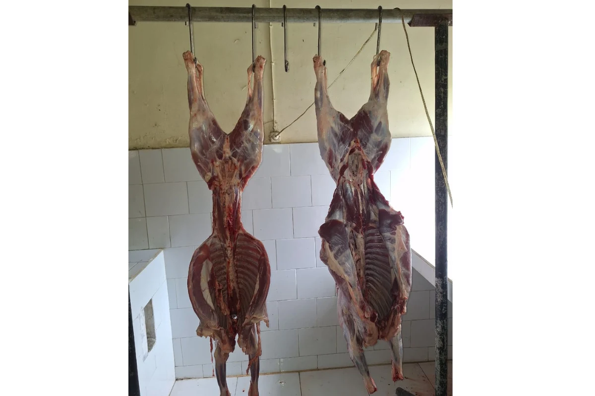 Manajemen Breeding Domba Untuk Tingkatkan Profit Ternak Anda